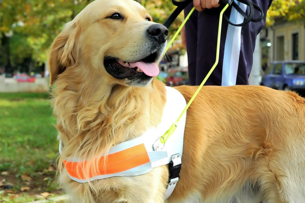 can seeing eye dogs go in restaurants